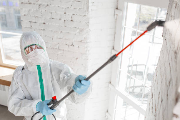 Best Attic Mold Removal  in Wilton, IA