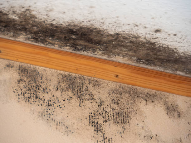 Best Post-Construction Mold Inspection  in Wilton, IA