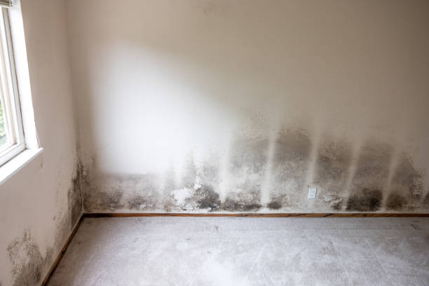 Best Real Estate Mold Inspection  in Wilton, IA