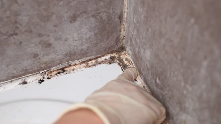 Wilton, IA Mold Removal Company