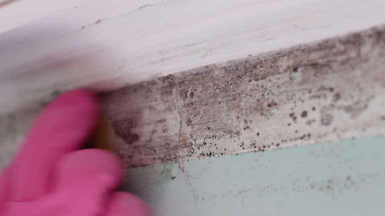 Best Mold Odor Removal Services  in Wilton, IA